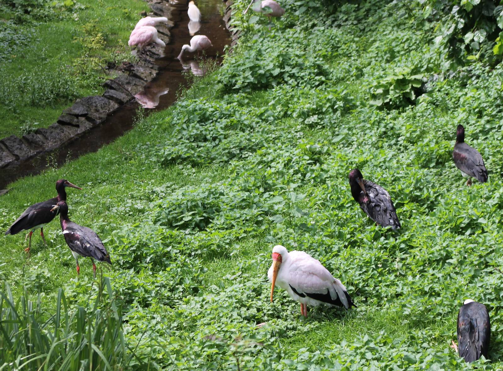 Storks and spoonbills