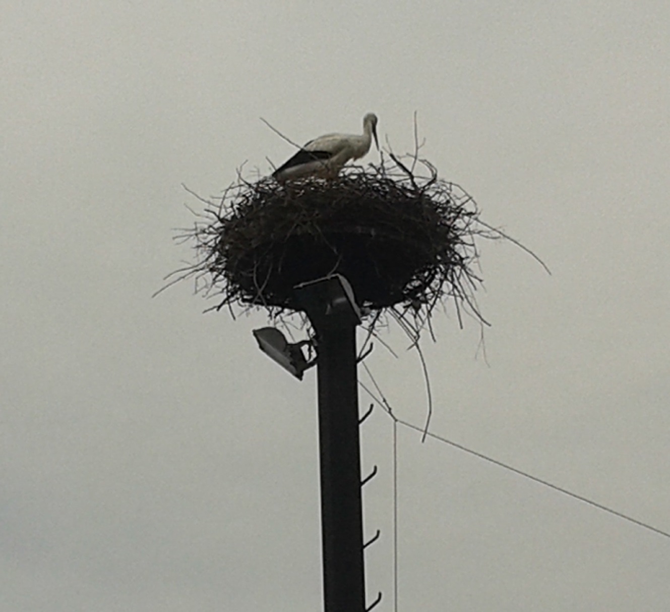 storks at the nest