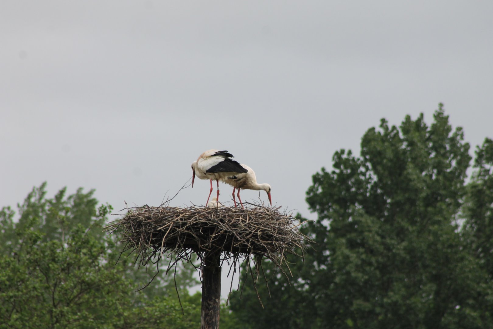 Storks at the nest