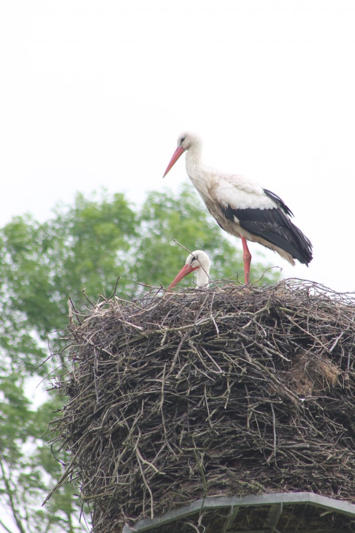 Storks at the nest