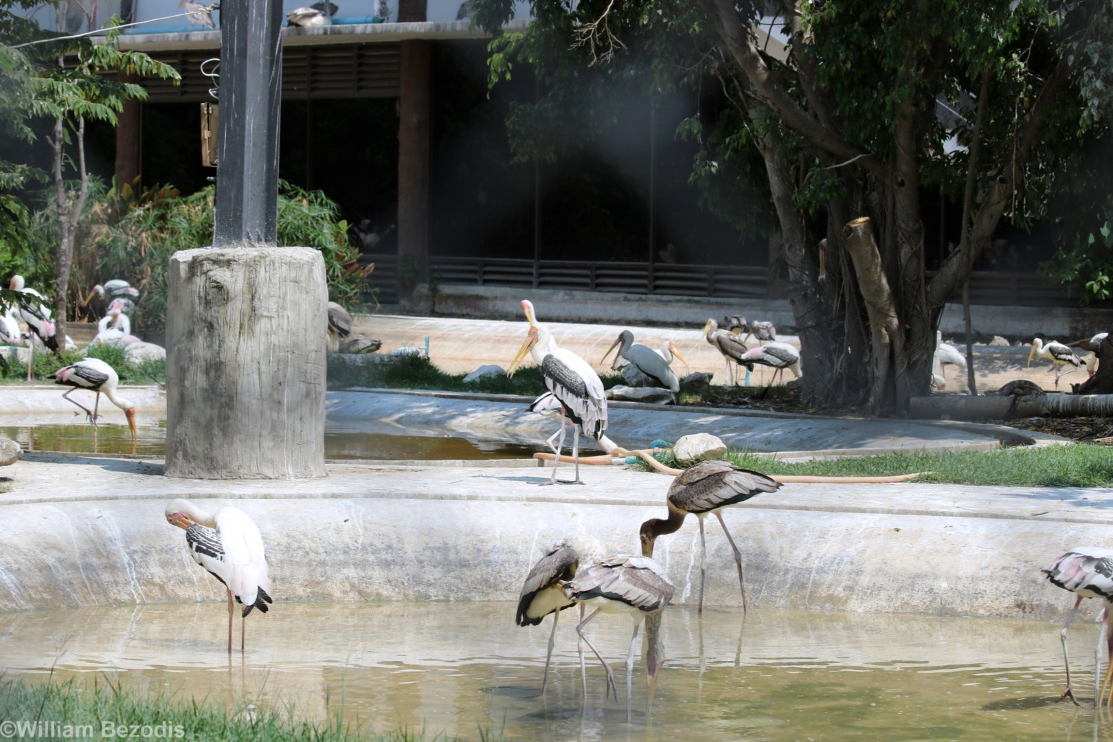 Storks in the Big Waterfowl Aviary