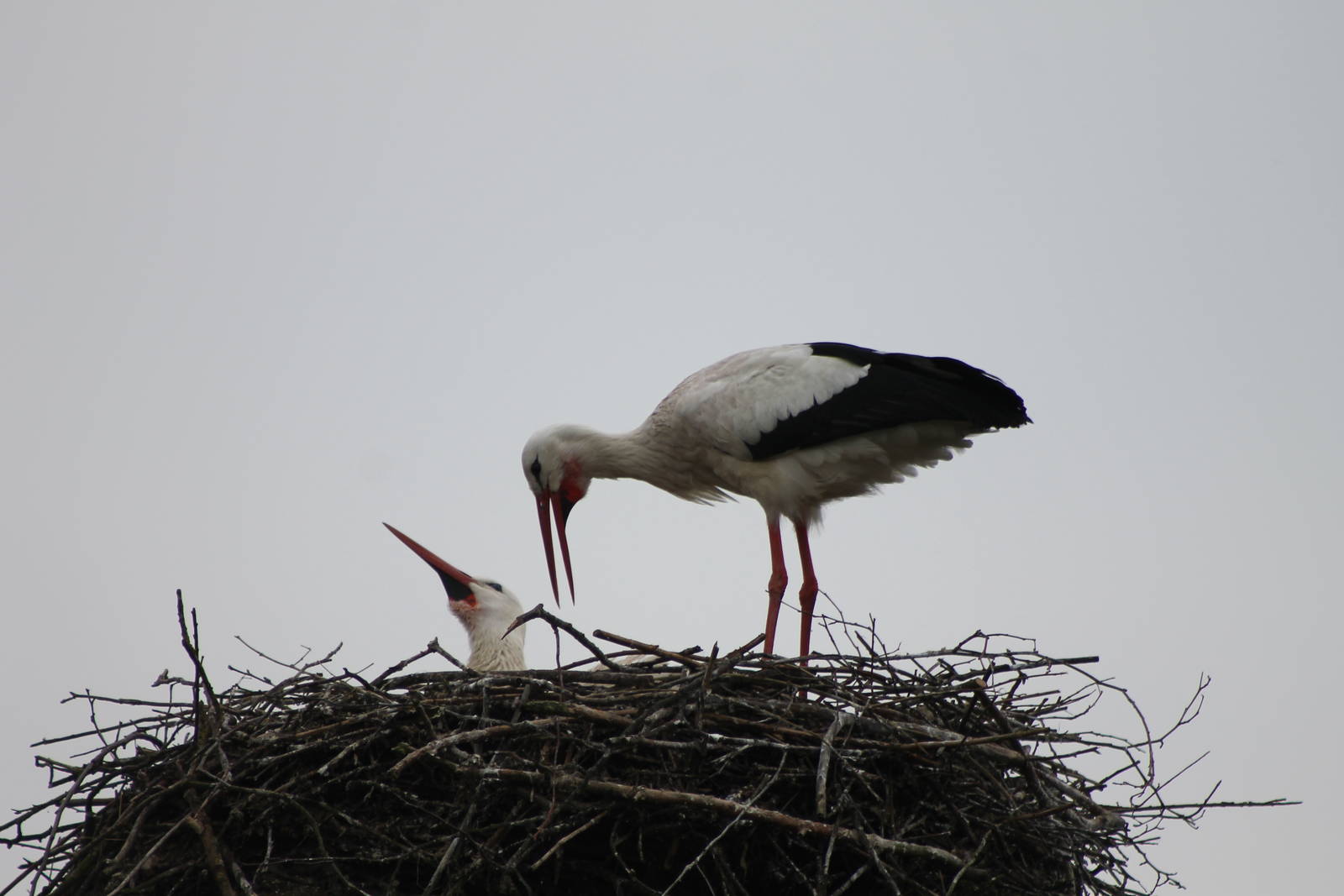 storks on the nest