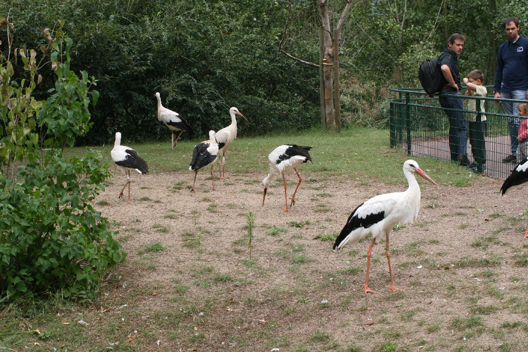 Storks