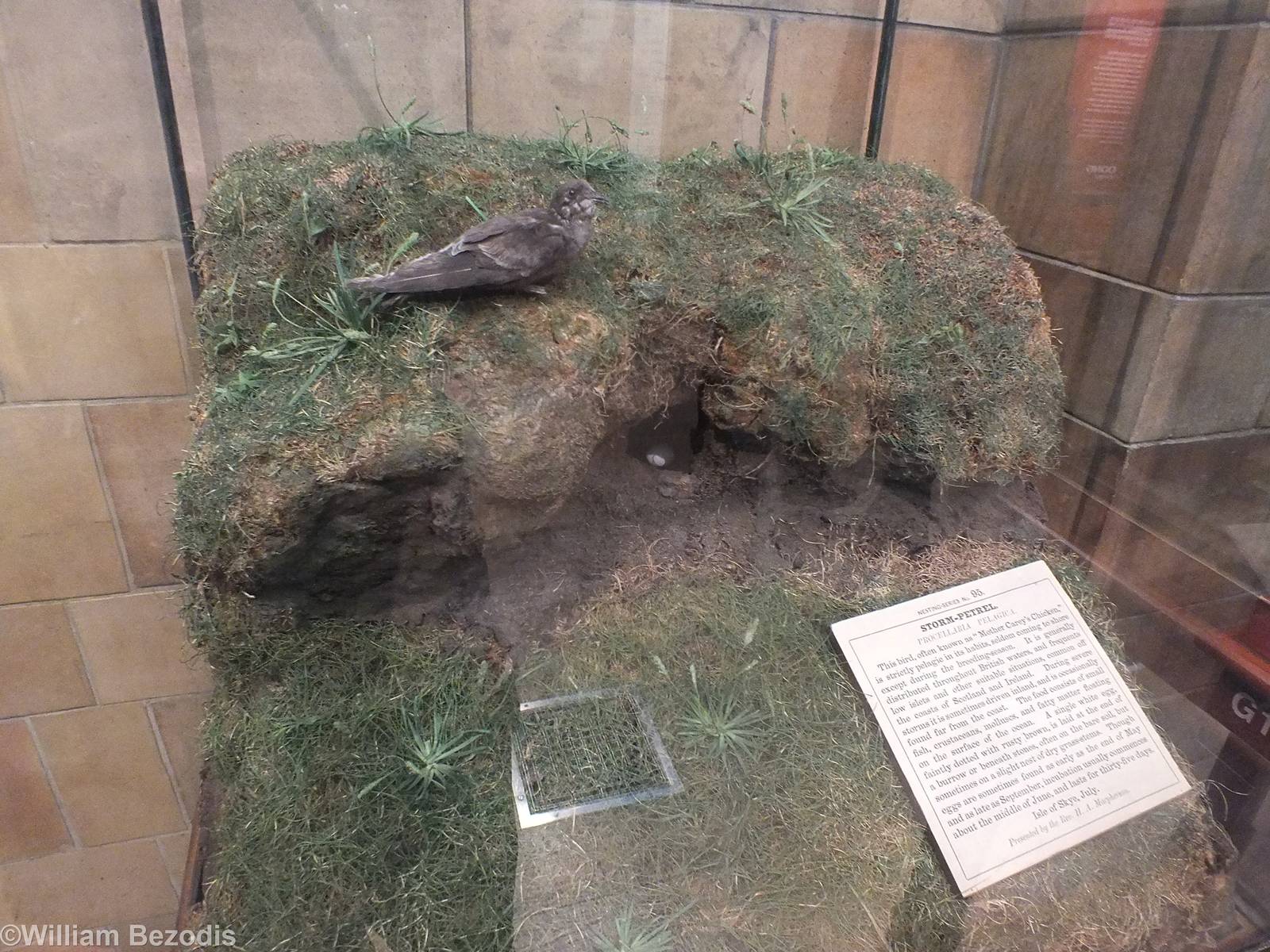 Storm Petrel Display - NHM London