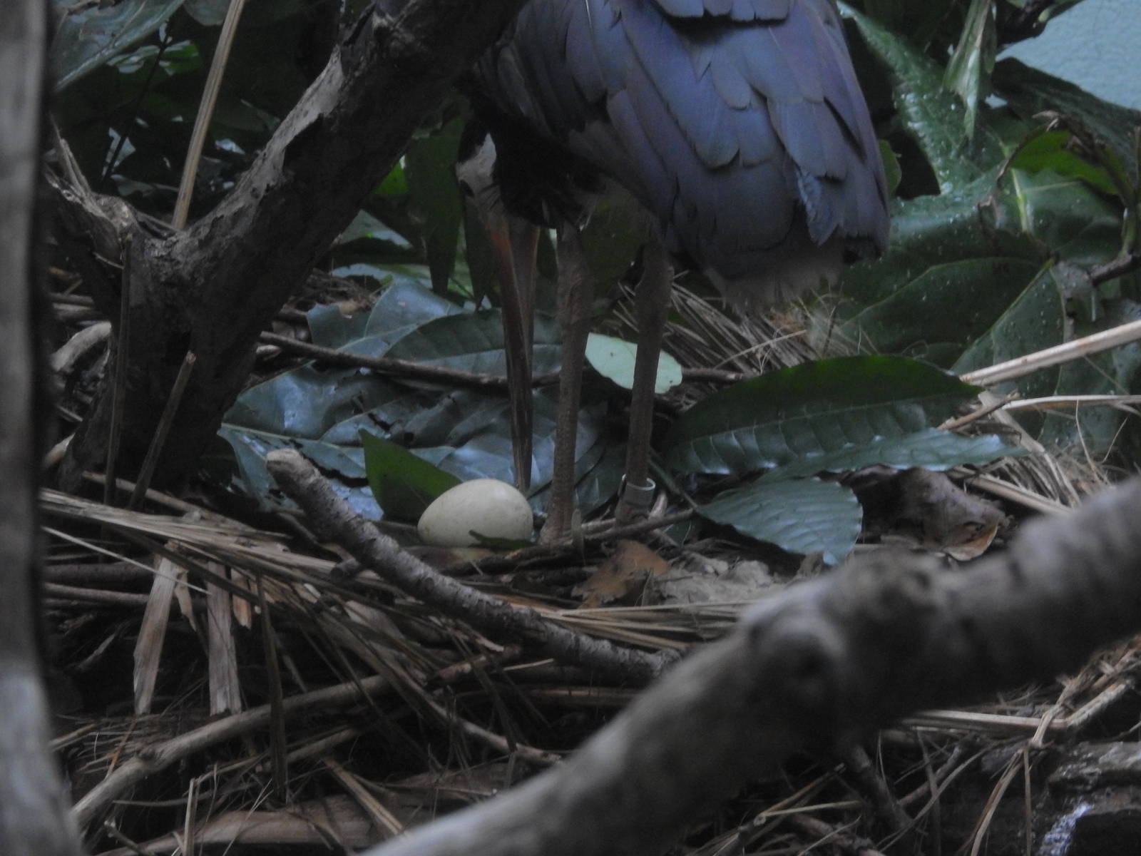 Storm Stork and Egg!