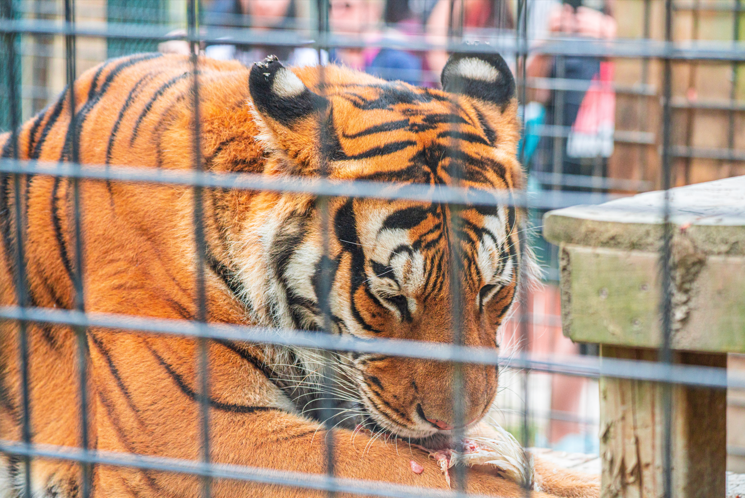 Storm the male Amur Tiger