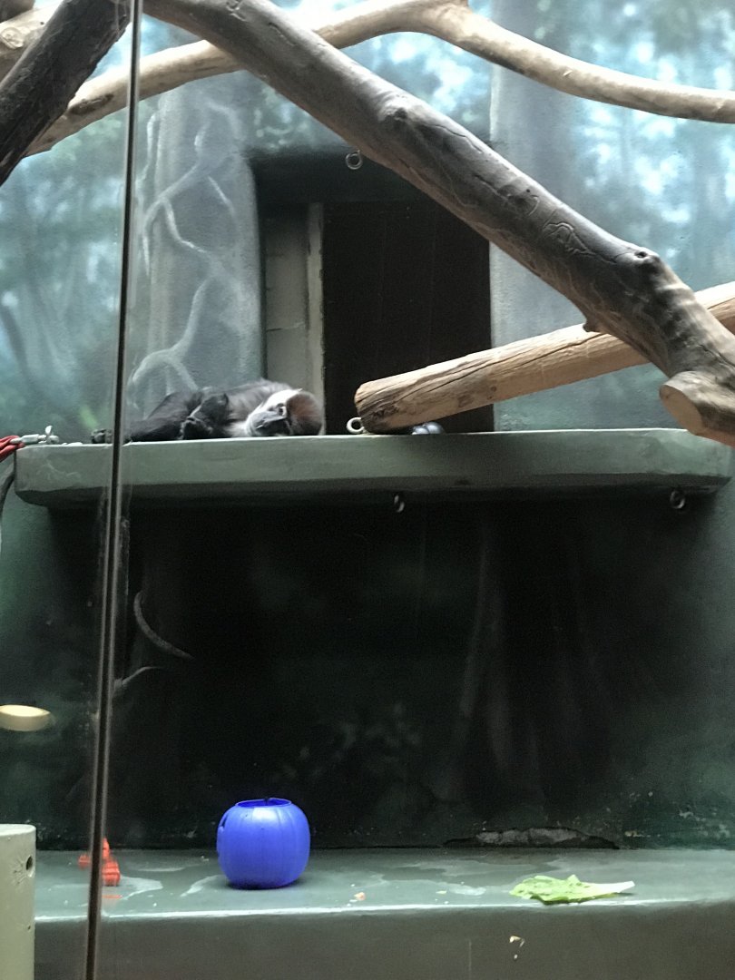 Storm the red-capped mangabey