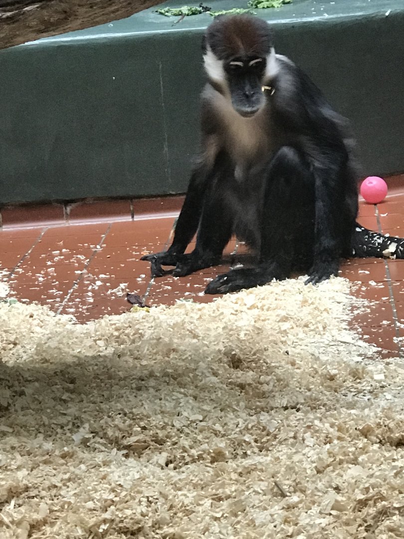 Storm the Red-capped mangabey