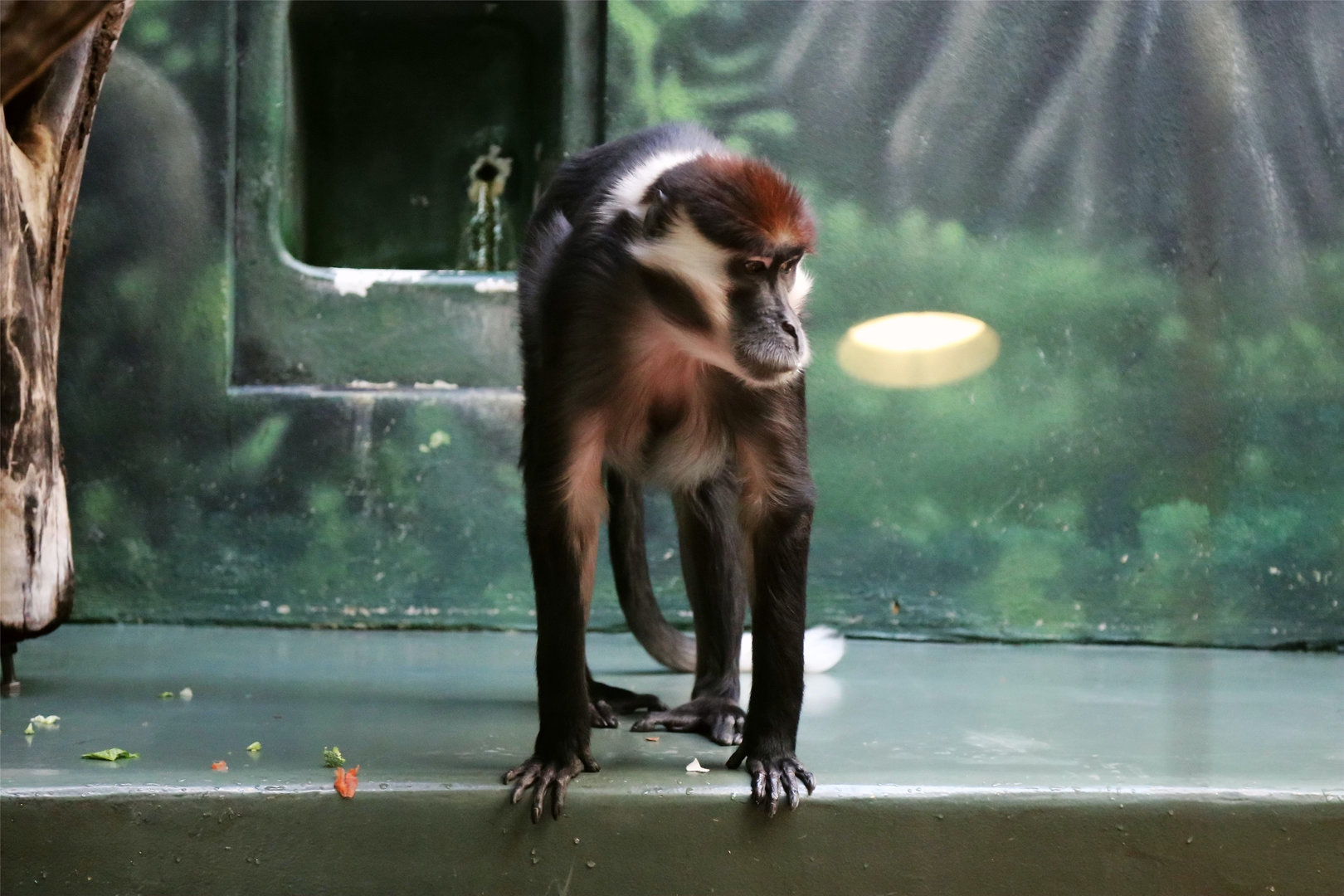 Storm the Red-capped Mangabey