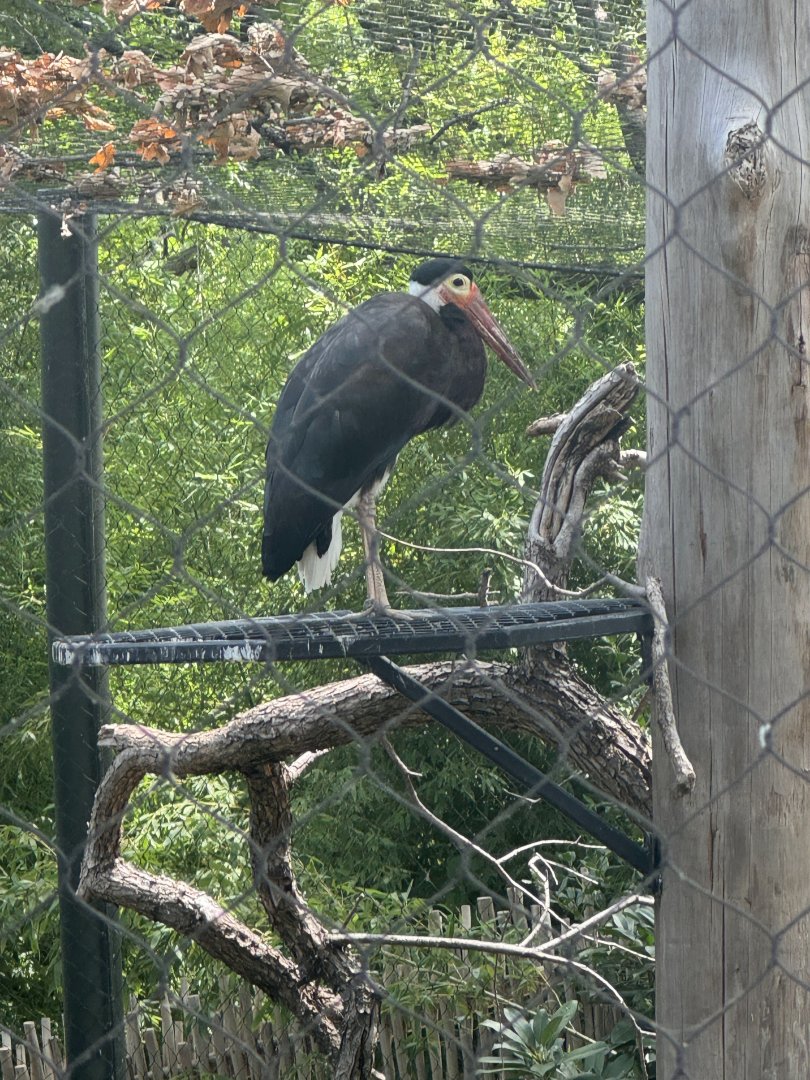 Storm's Stork (7/5/24)