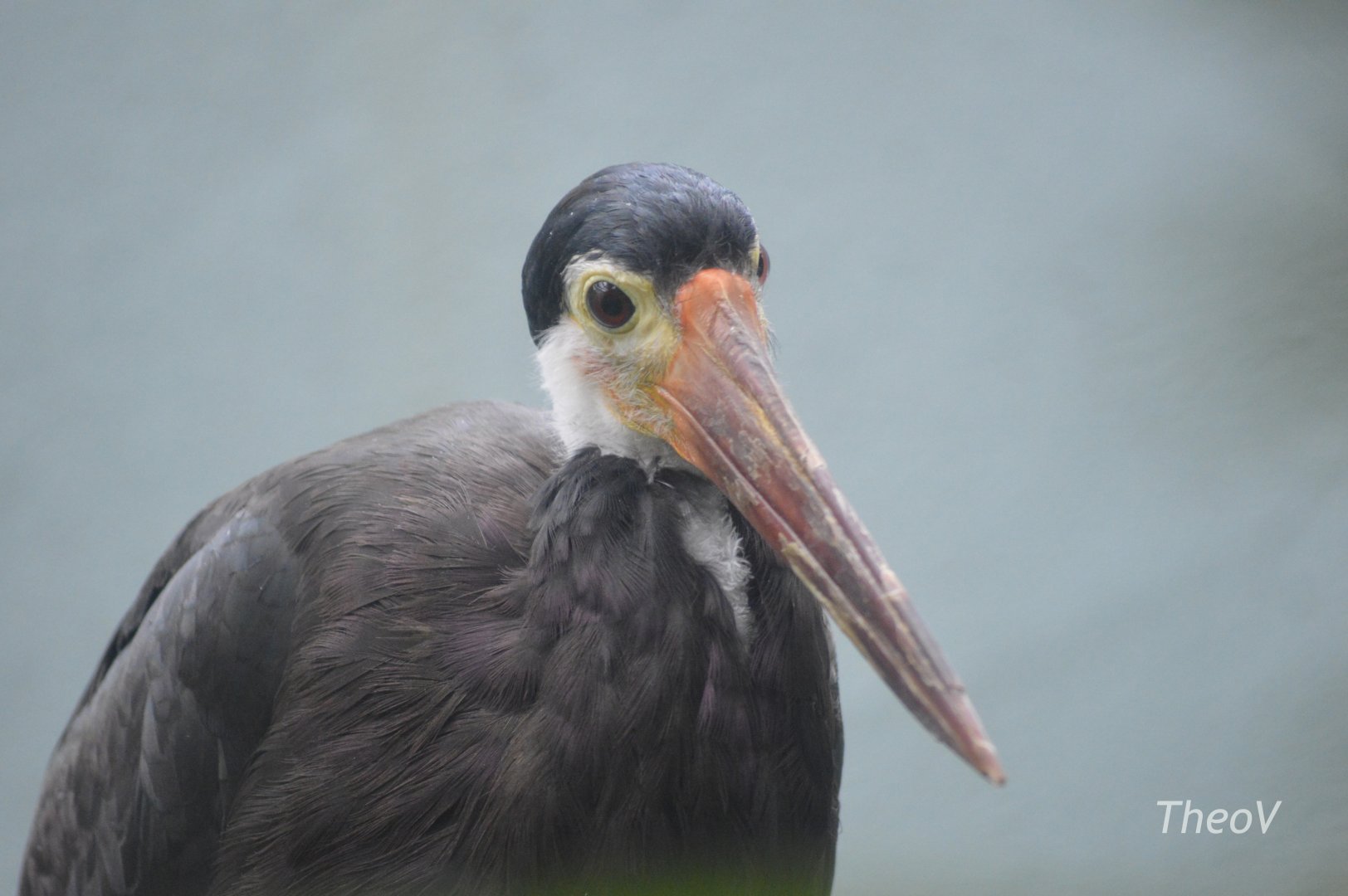 Storm's stork - Aquatic Bird House [2017]