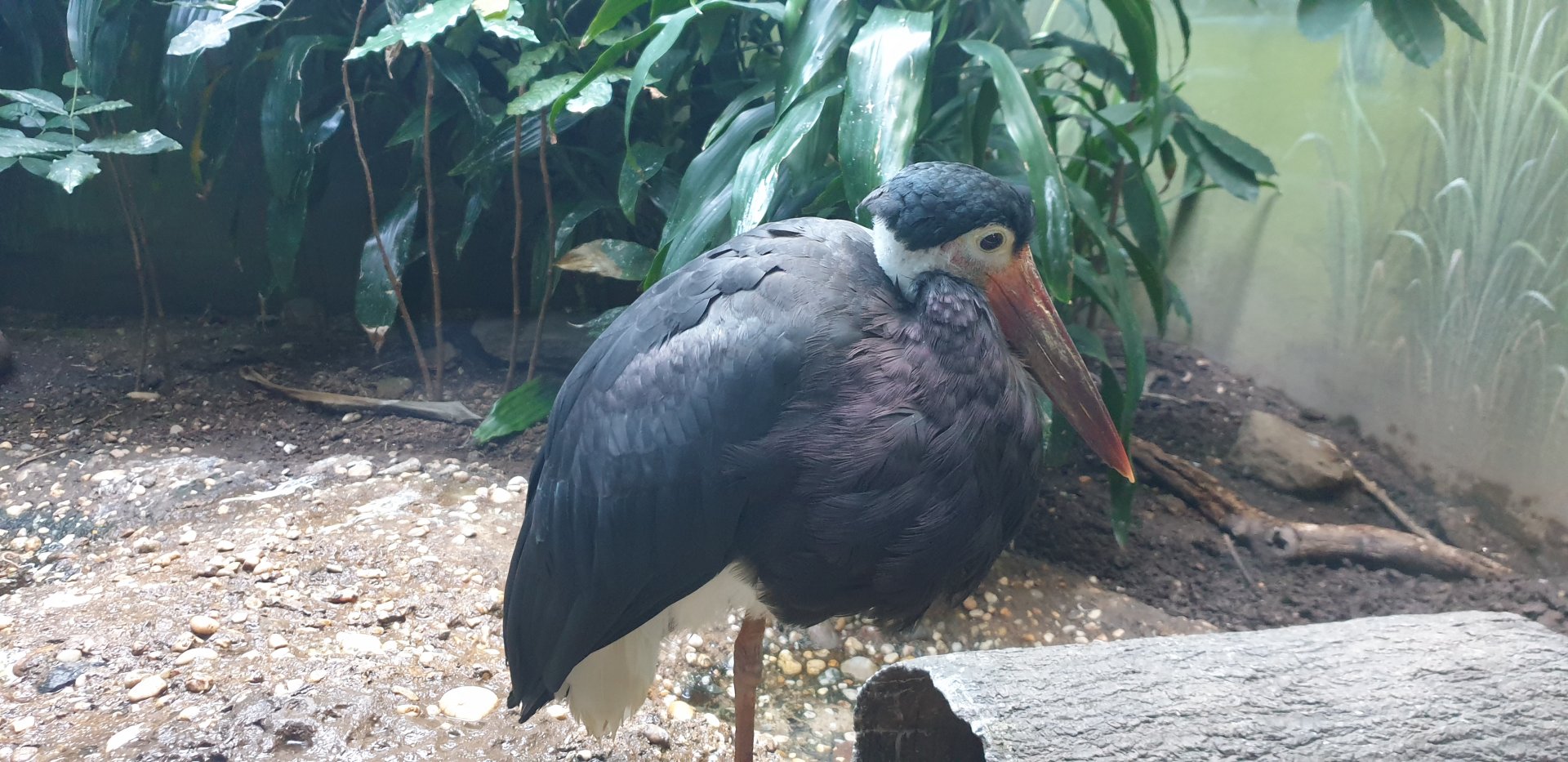 Storm's stork, Aquatic bird house