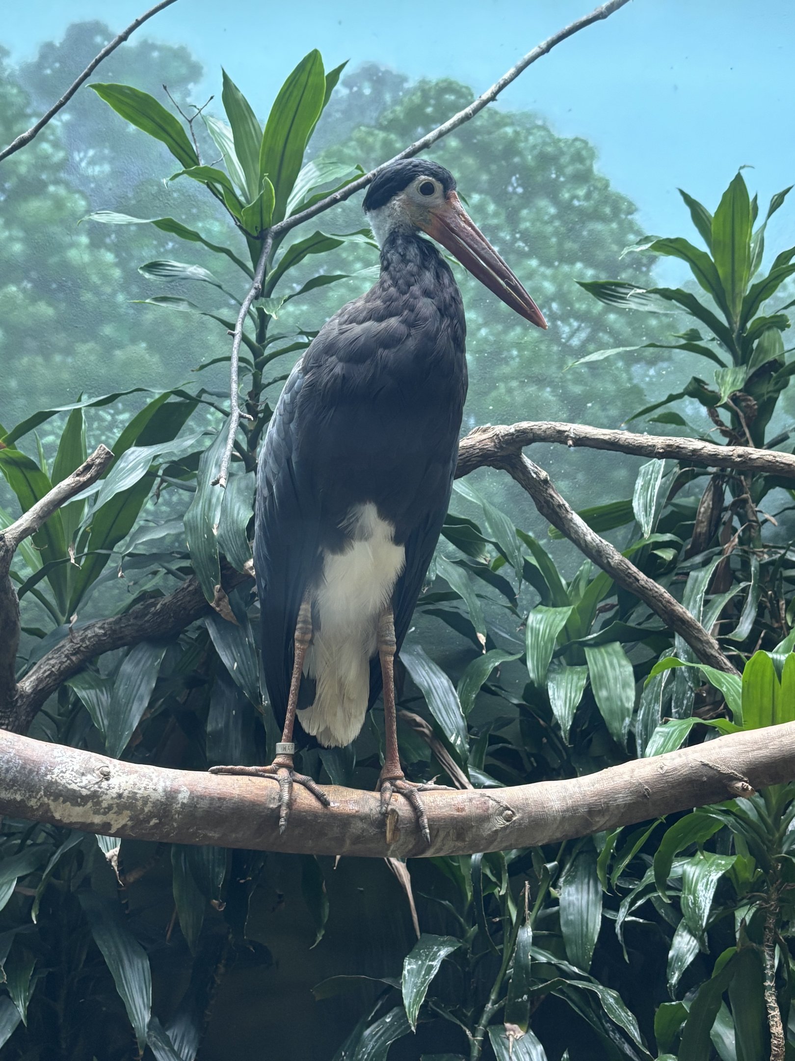 Storm’s Stork - Aquatic Bird House