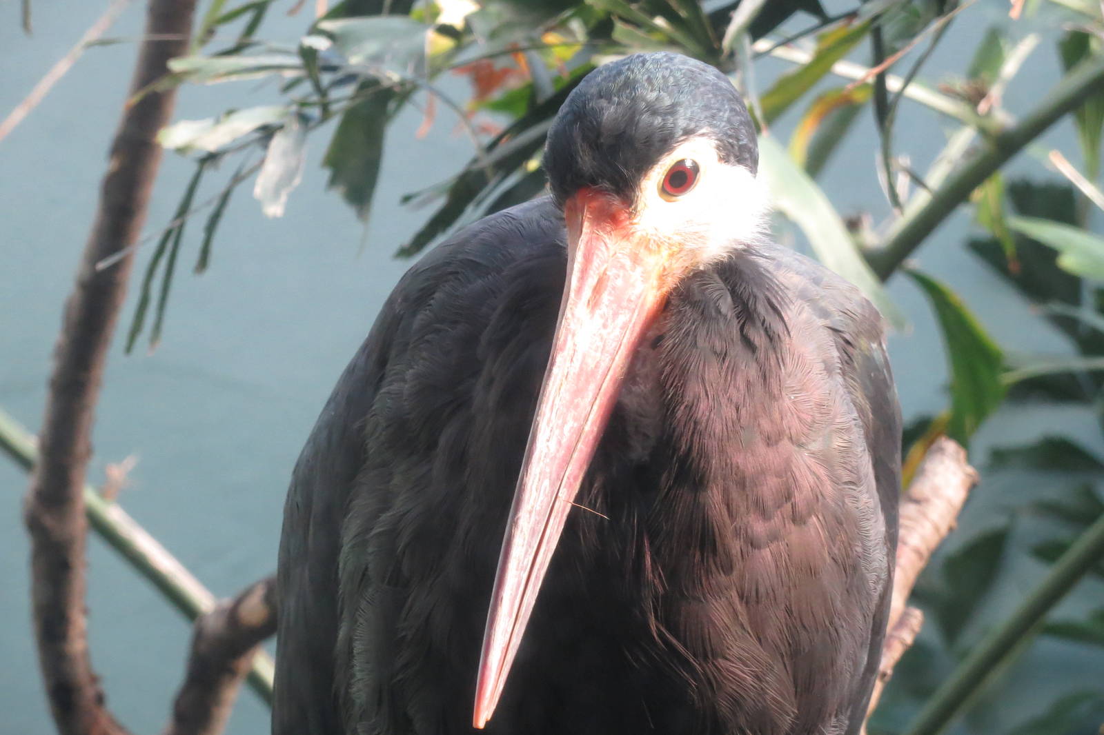 Storms Stork - Aquatic Birds House 031215