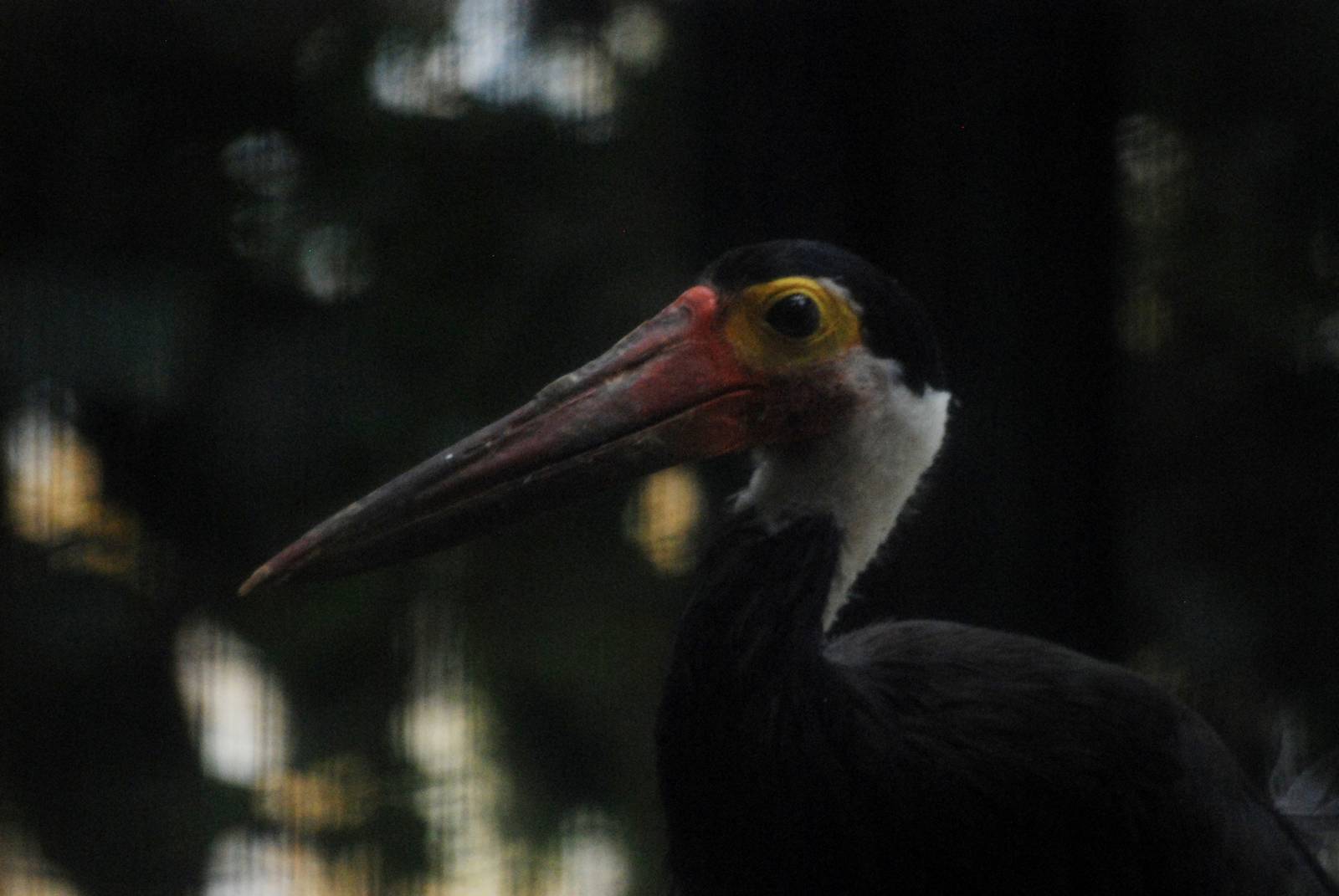 Storm's Stork at Walsrode, 22/03/13