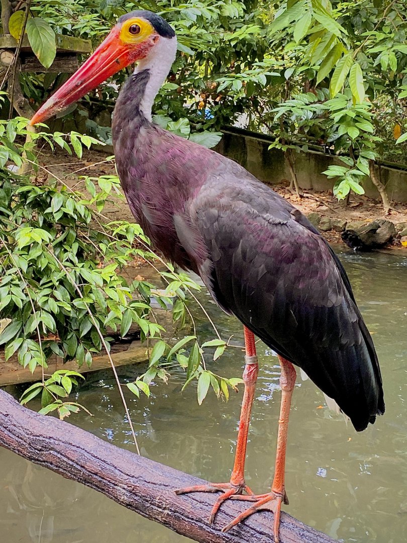 Storm's Stork / Burung Bangau Hutan (Ciconia stormi)