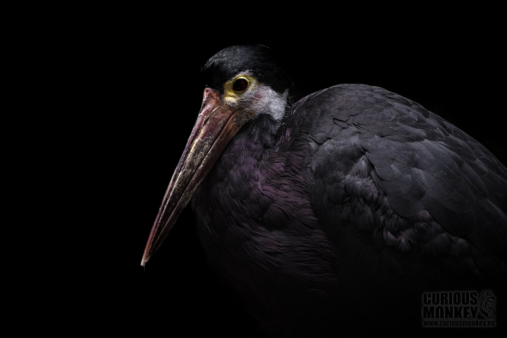 Storm's Stork (ciconia stormi) 02/20