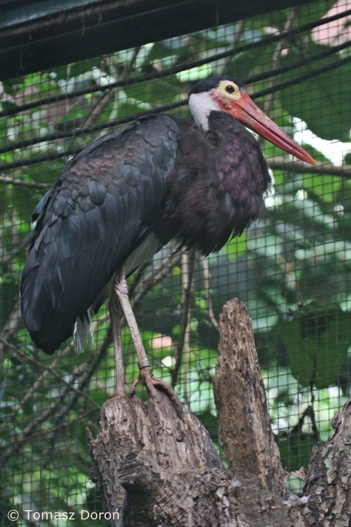 Storm's Stork (Ciconia stormi), August 2015