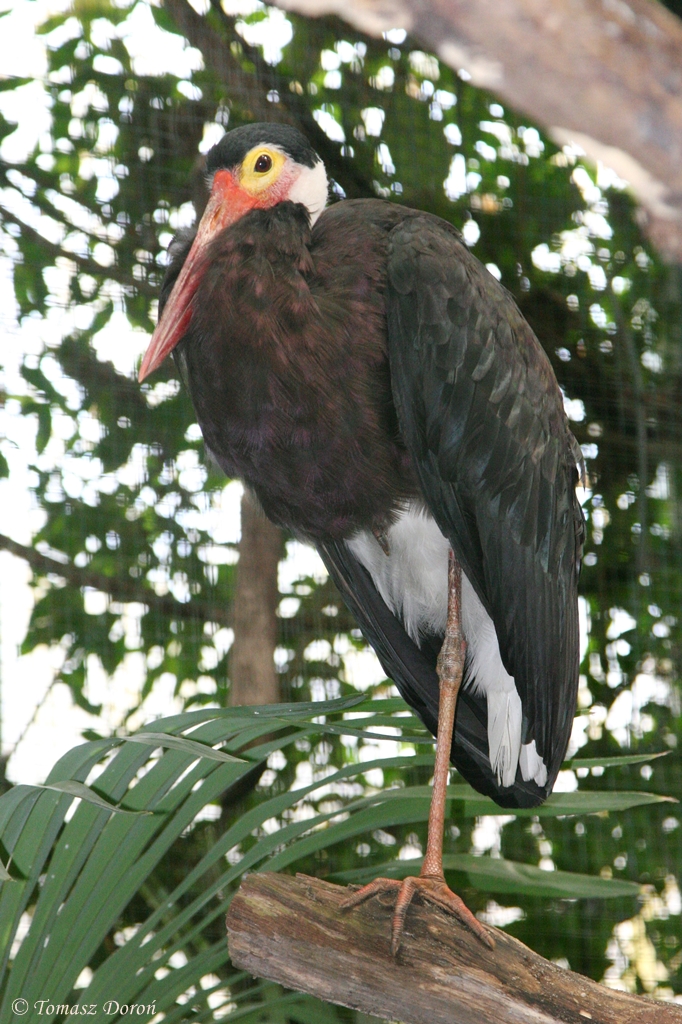 Storm's Stork (Ciconia stormi)
