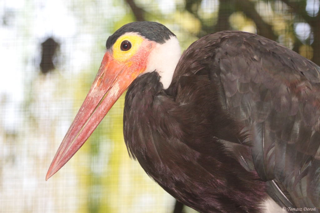 Storm's Stork (Ciconia stormi)