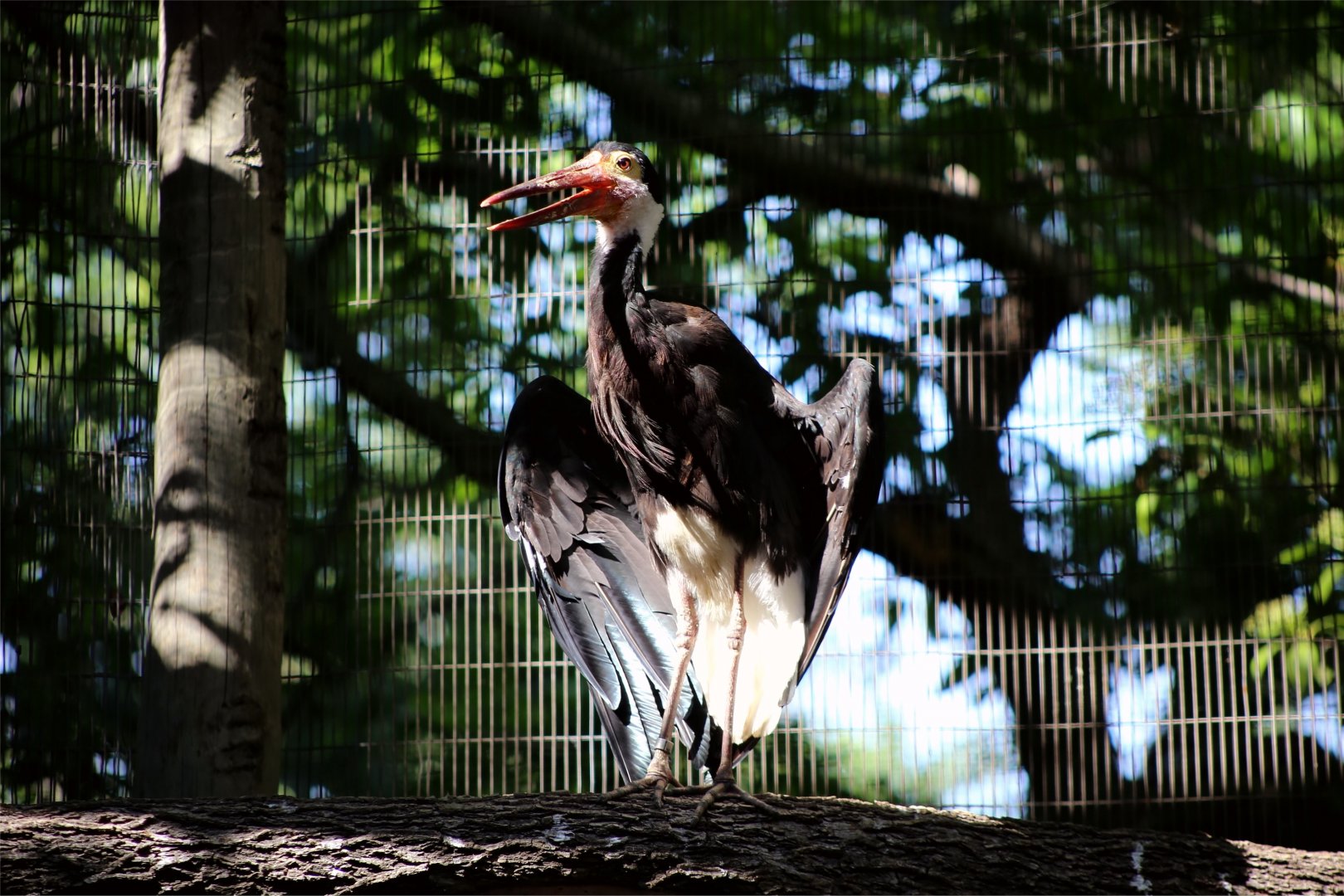 Storm's stork (Ciconia stormi)