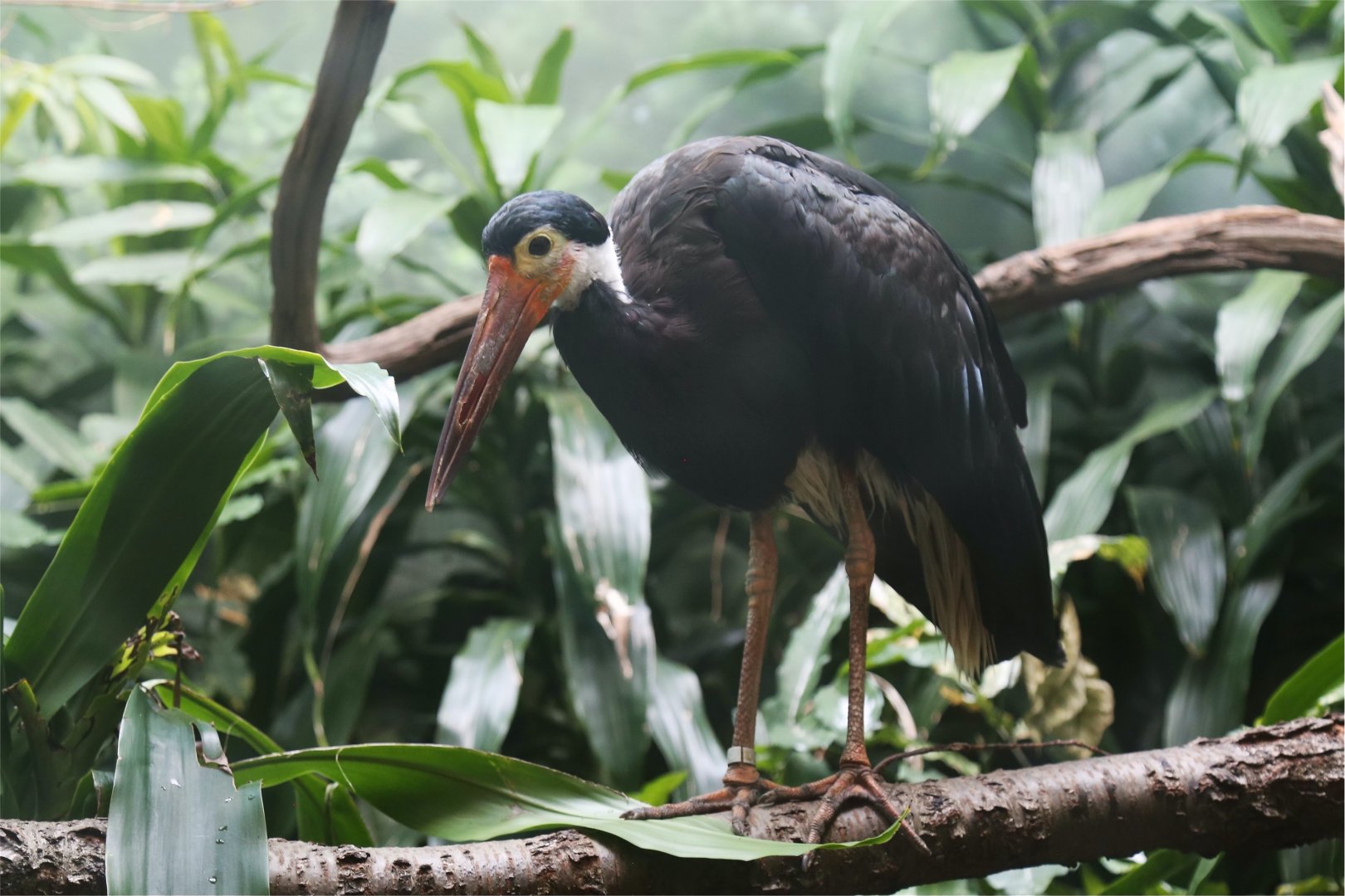 Storm's stork (Ciconia stormi)