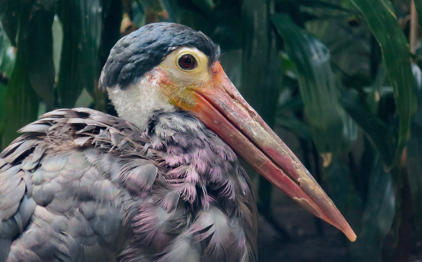 Storm's Stork (Ciconia stormi)