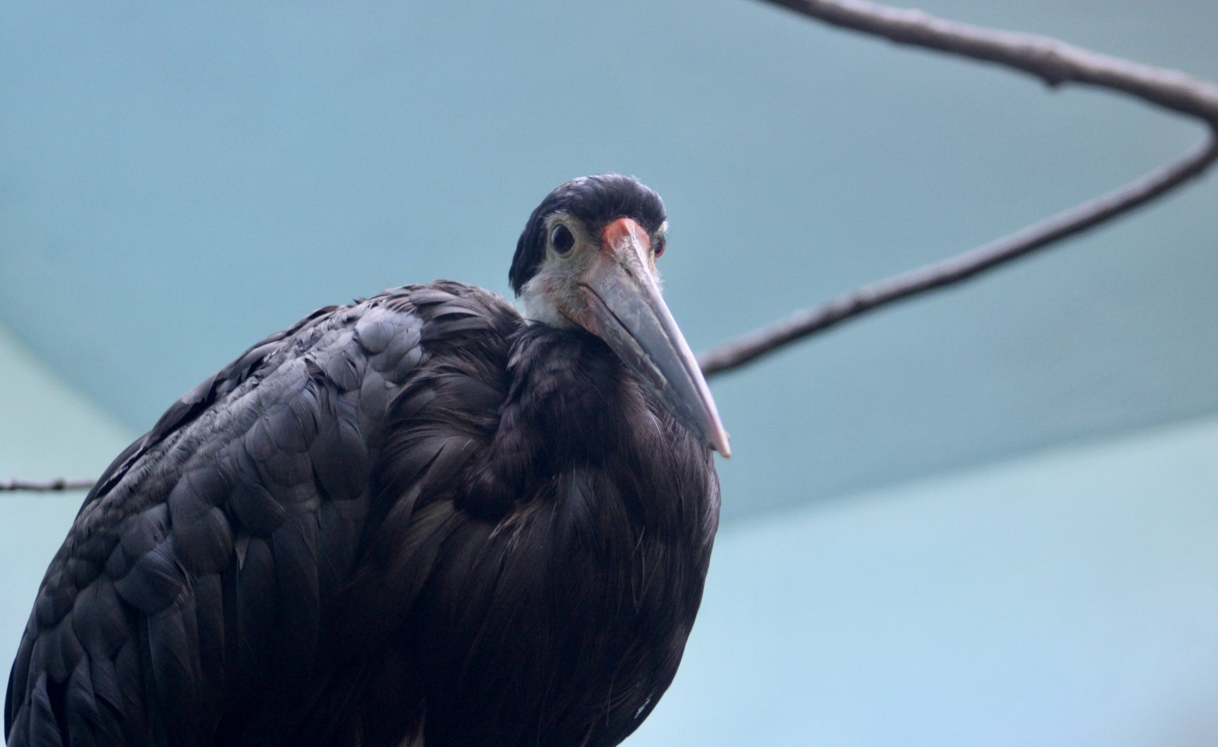 Storm's Stork (Ciconia stormi)