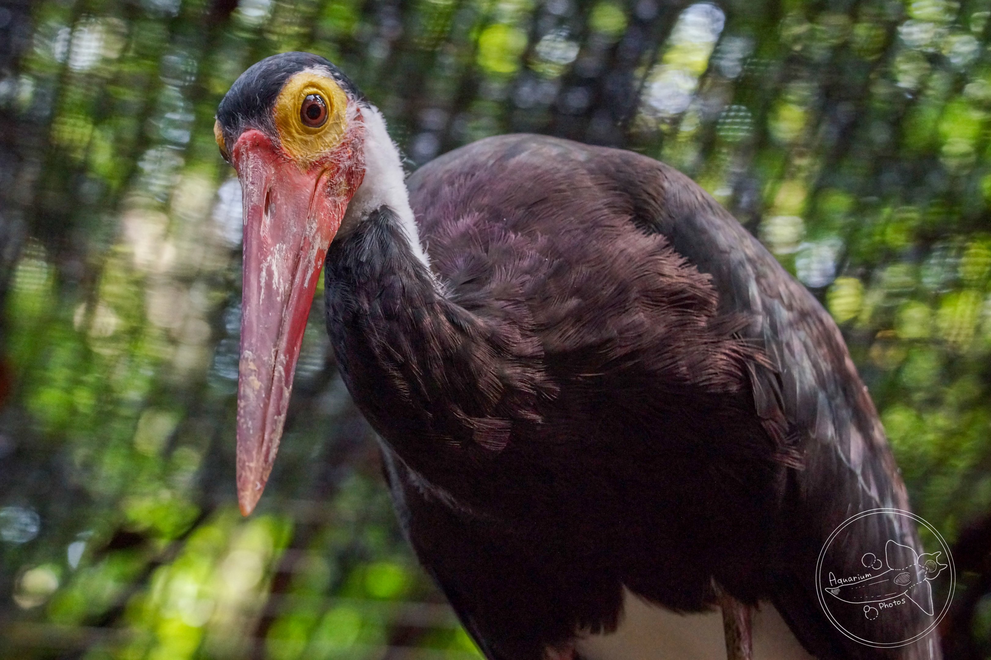 Storm's Stork (Ciconia stormi)