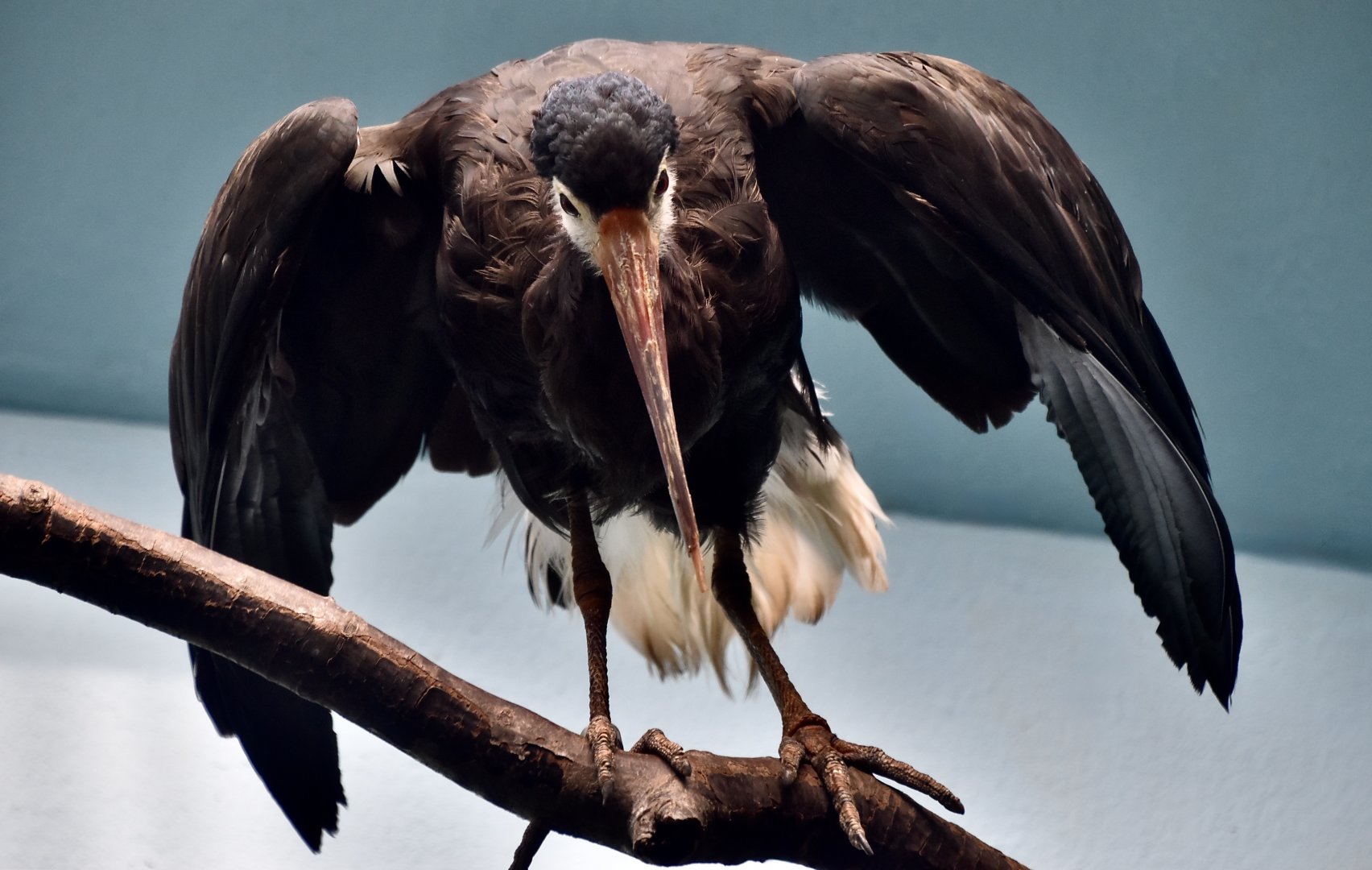 Storm's Stork (Ciconia stormi)