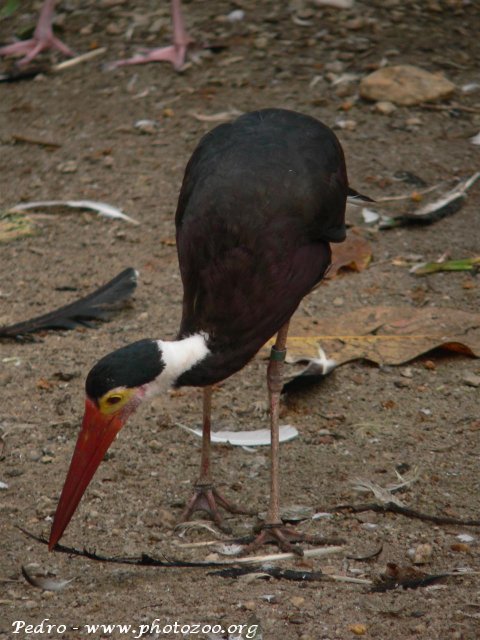 Storm's stork (Ciconia stormii)