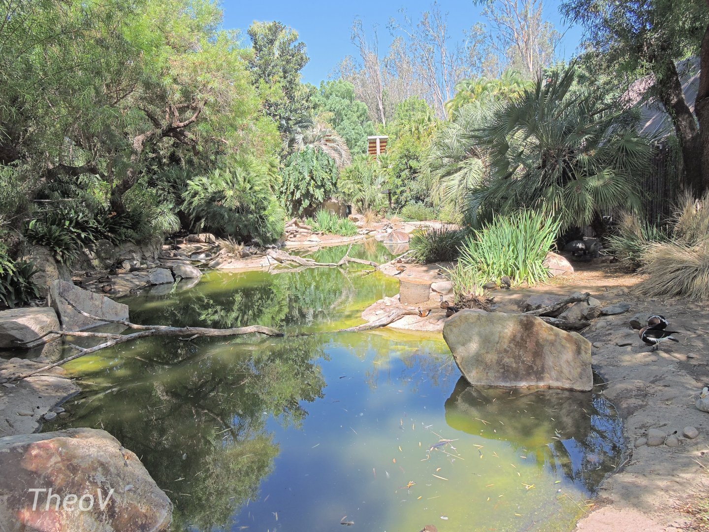 Storm's stork exhibit [2015]