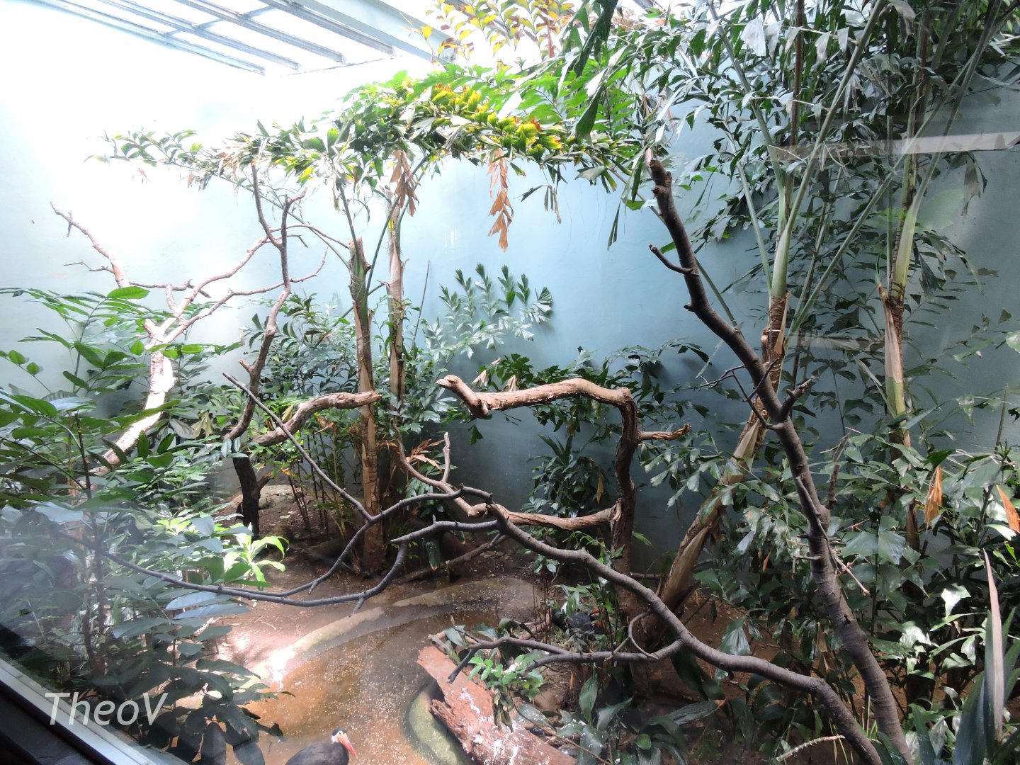 Storm's stork exhibit - Aquatic Bird House [2015]