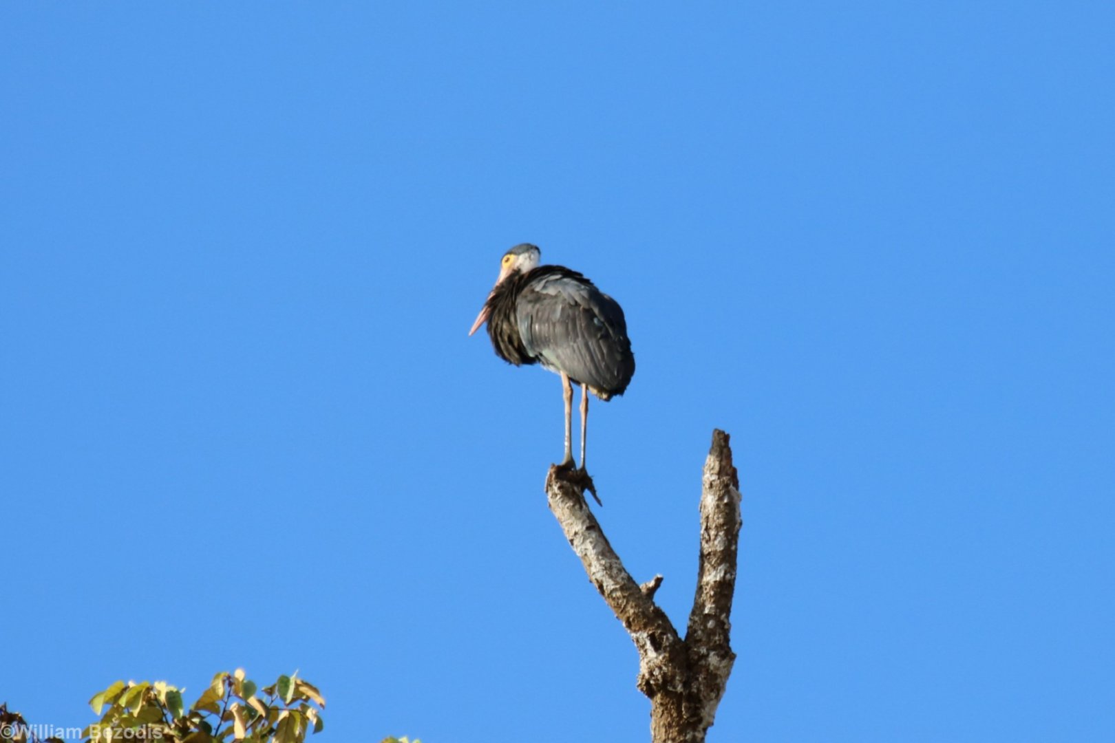 Storm's Stork  - Kinabatangan
