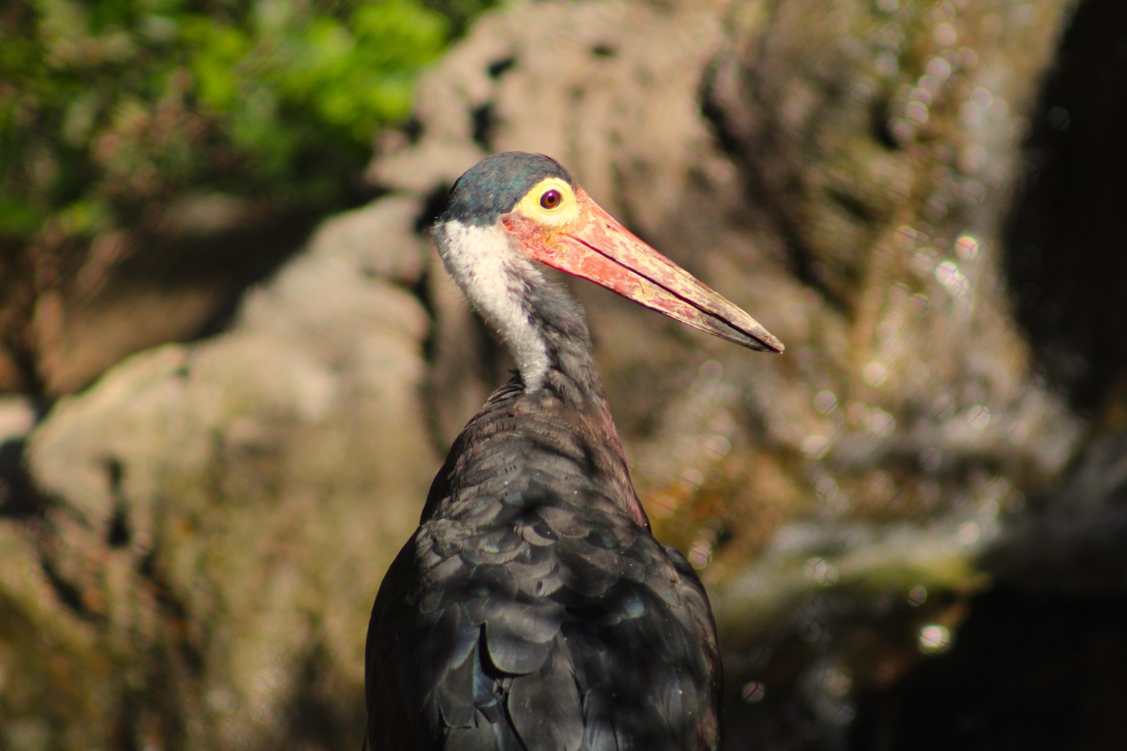 Storm's stork - Predators of Asia & Africa