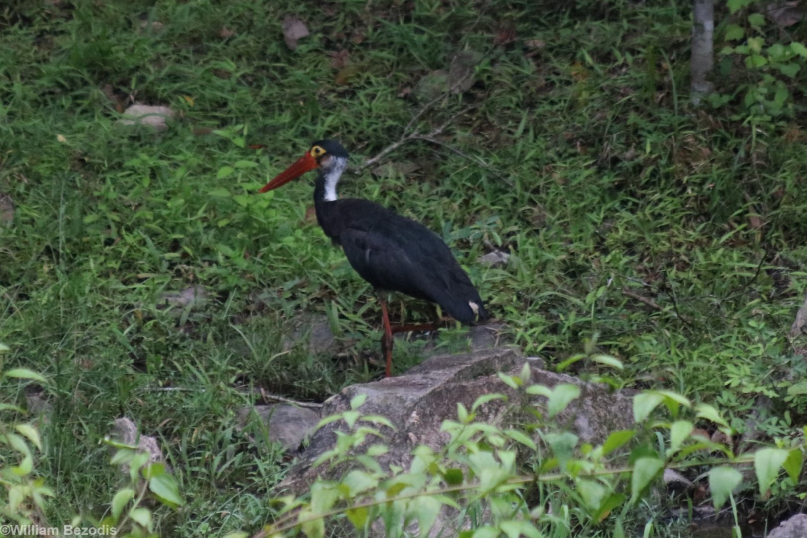 Storm's Stork - Taman Negara