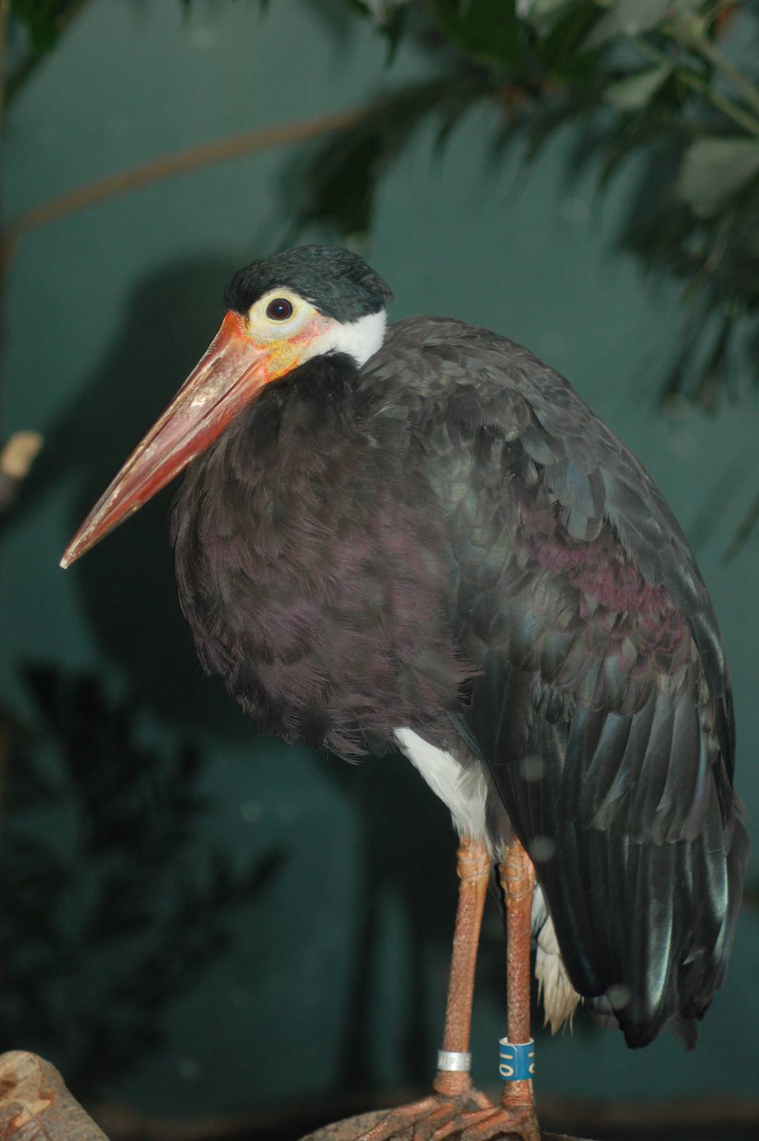 Storm's stork