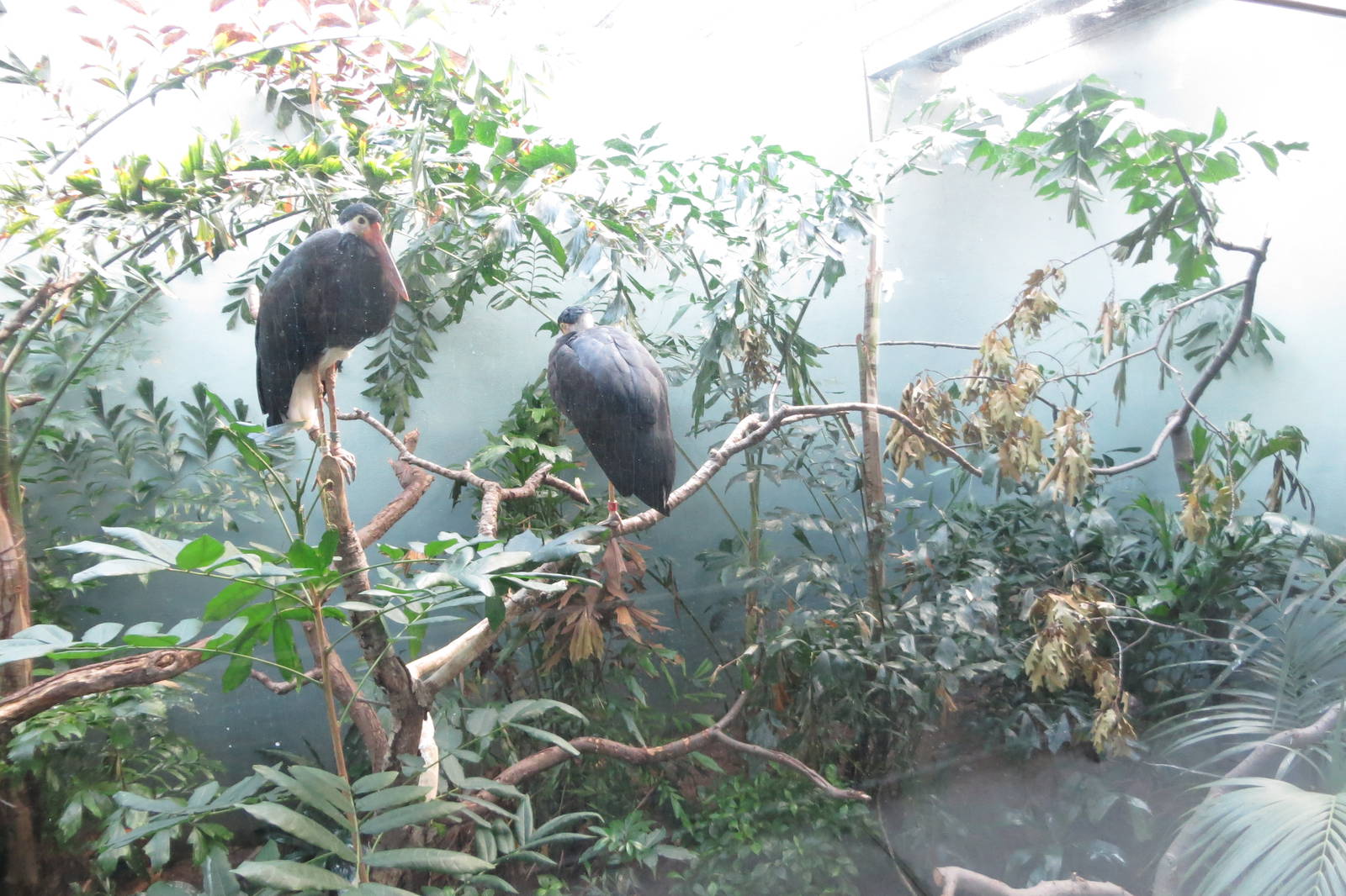 Storms Storks - Aquatic Birds House 031215
