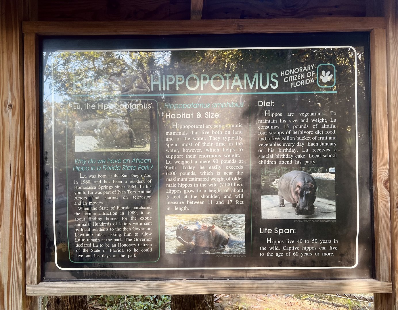 Story of a Hippopotamus