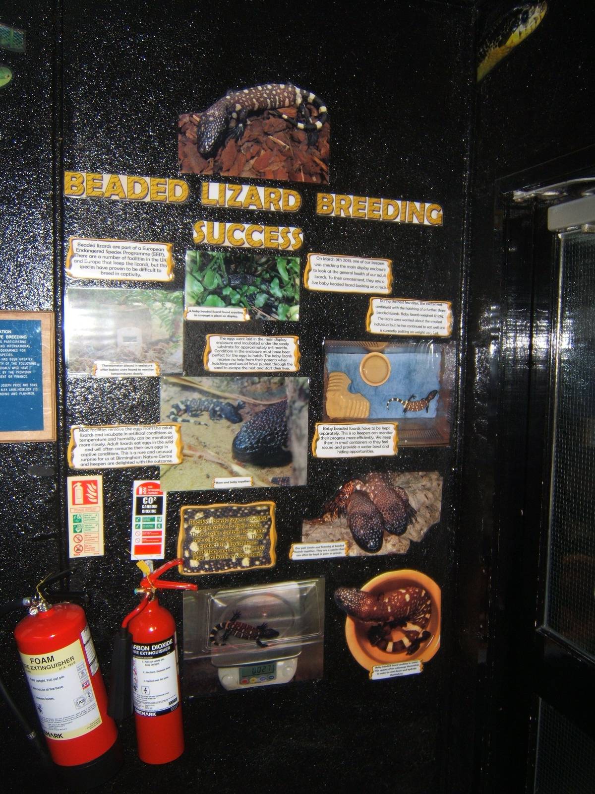 Story of the on exhibit breeding of Beaded Lizard at BNC