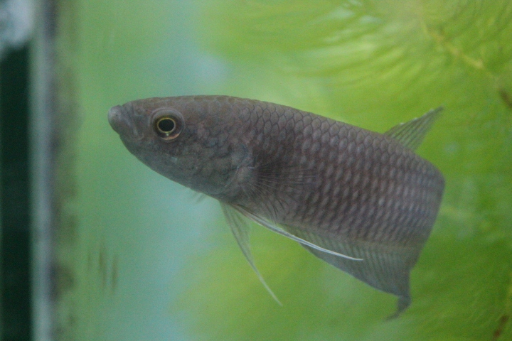 Stout betta (Betta pinguis) - PCBA