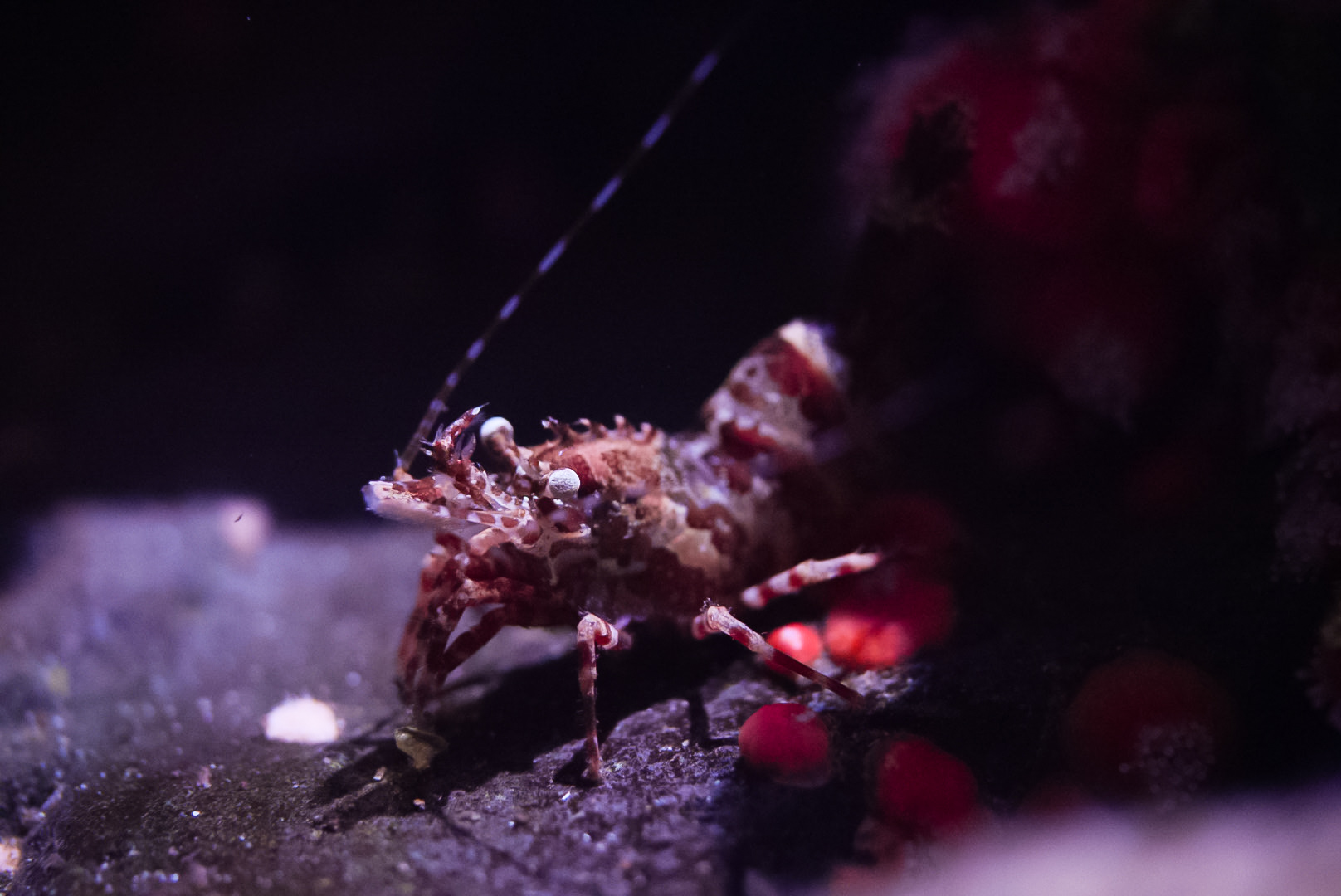 Stout Coastal Shrimp