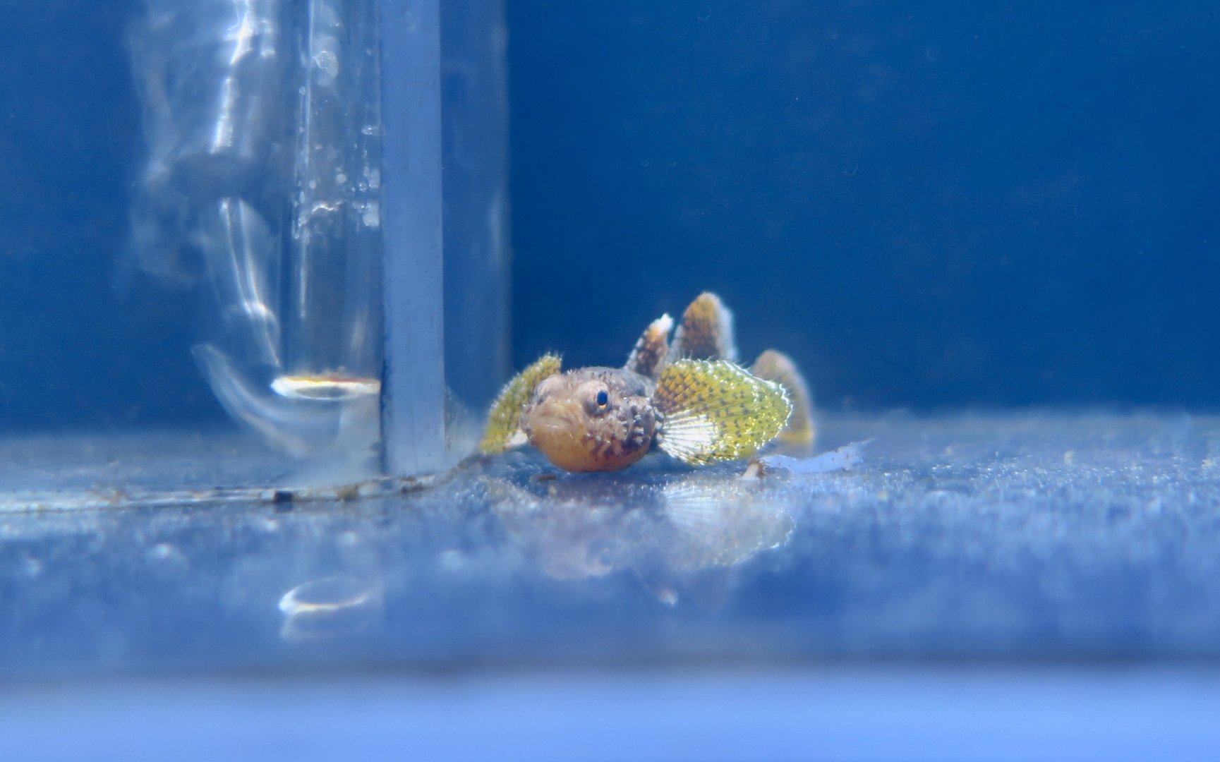Stout Goby (Callogobius crassus)
