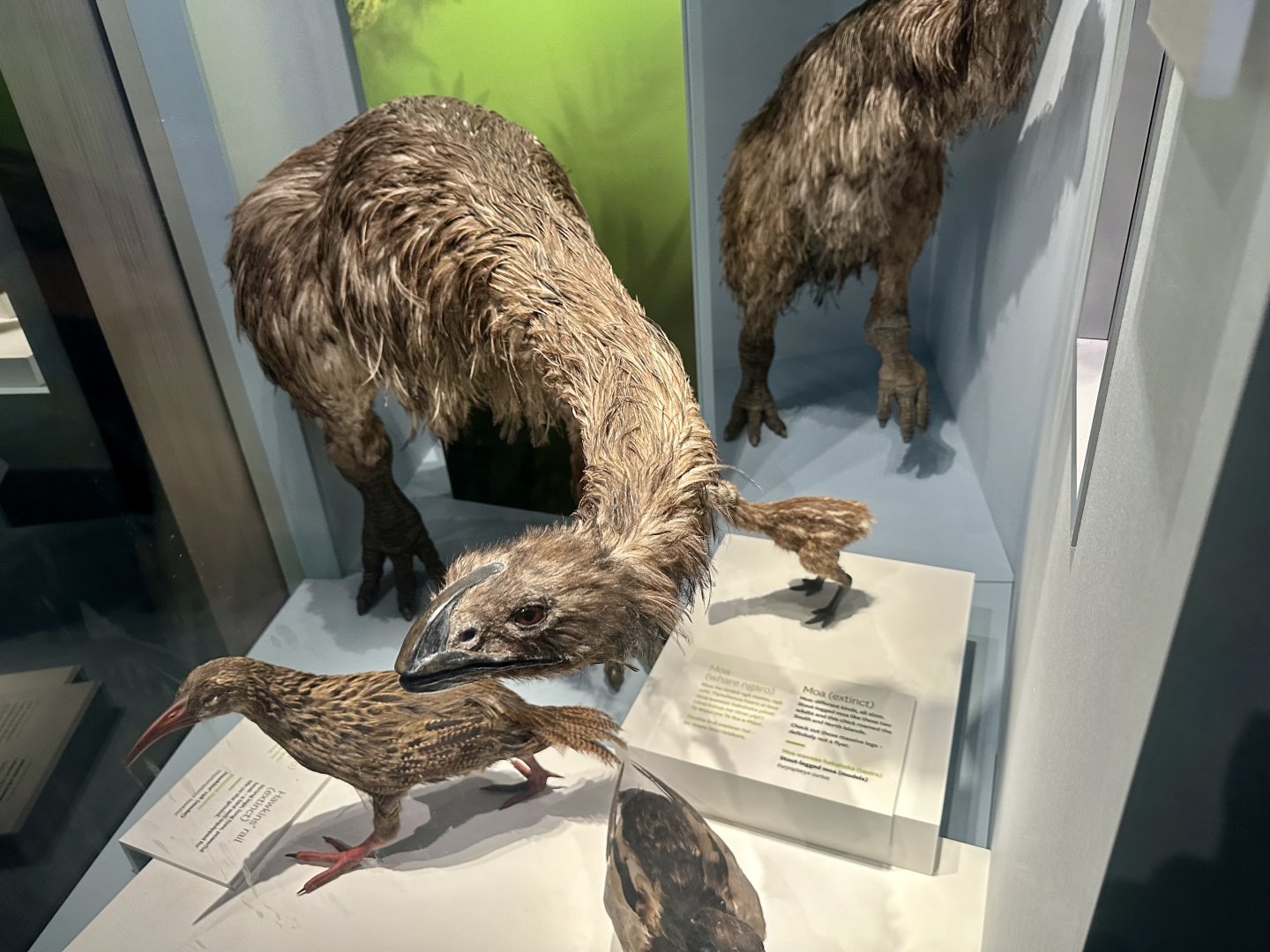 Stout-legged Moa (Adult) - Model