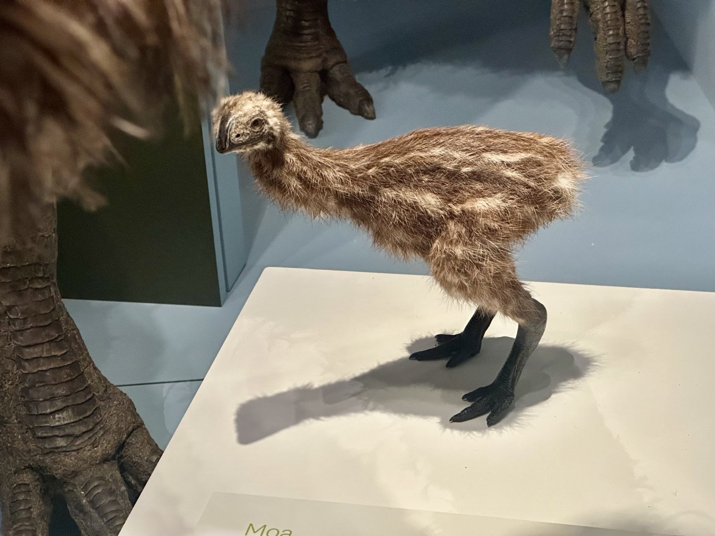 Stout-legged Moa (Chick) - Model