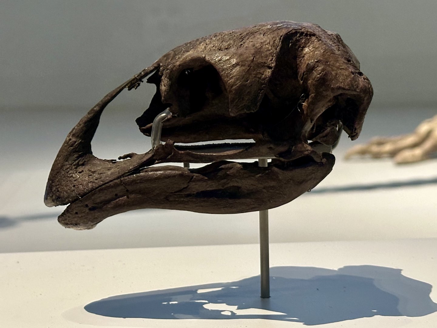 Stout-legged Moa (Skull)