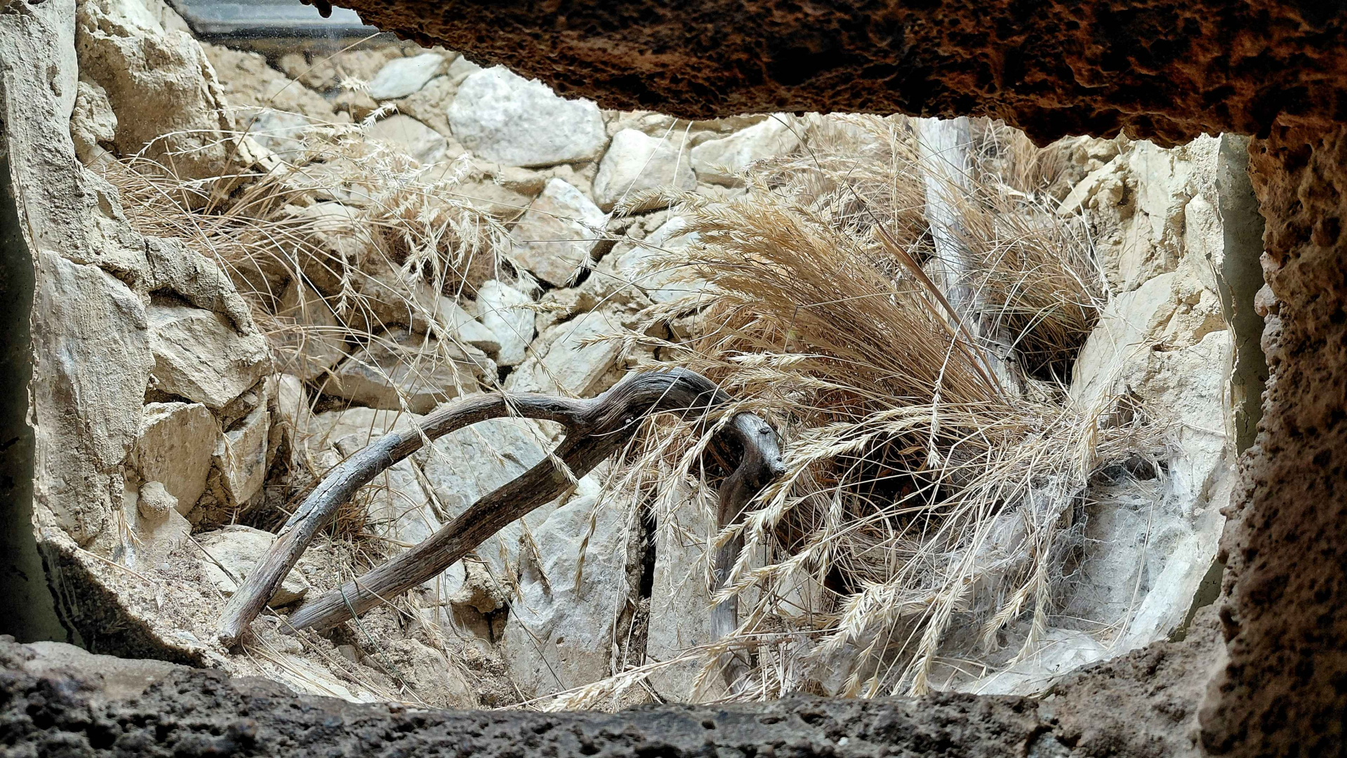 Straight horned baboon exhibit