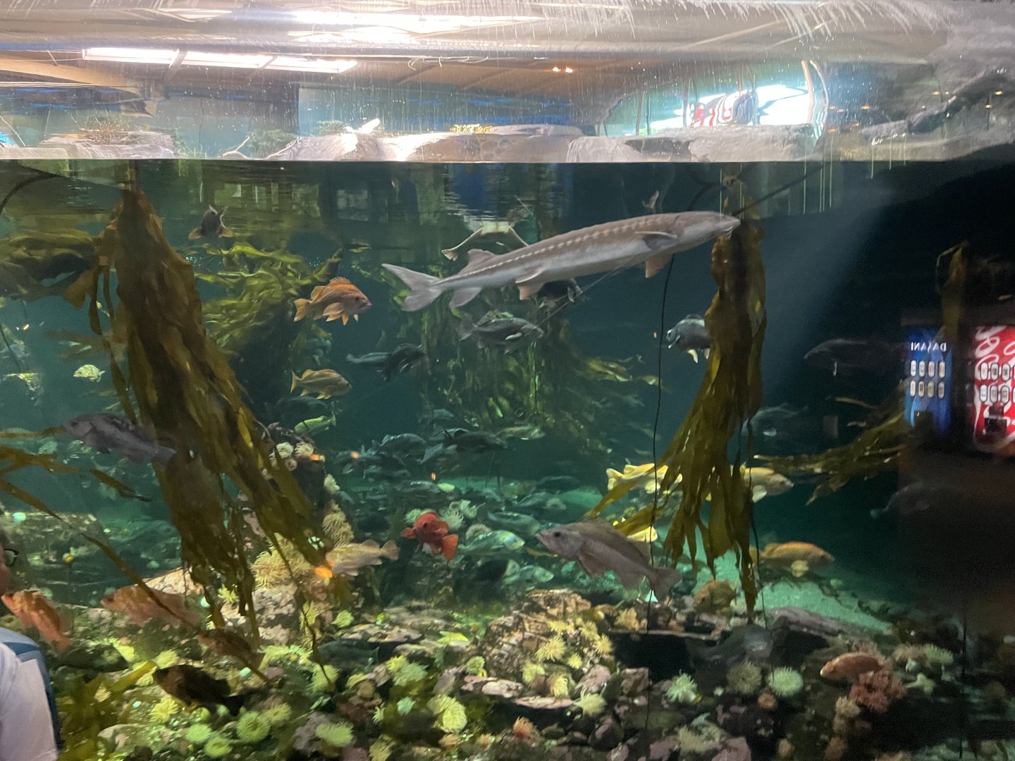 Straight of Georgia Exhibit