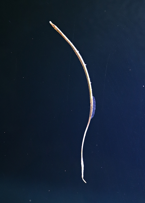 Straightnose pipefish (Nerophis ophidion) - Baltic Sea Science Center