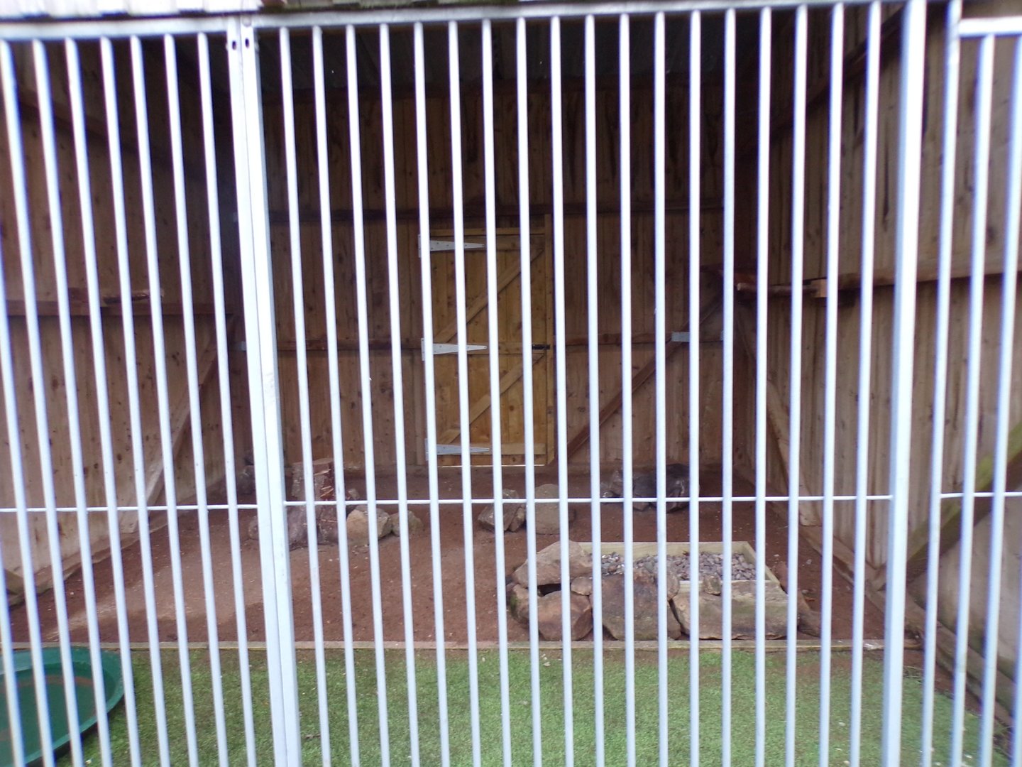 Straited caracara enclosure